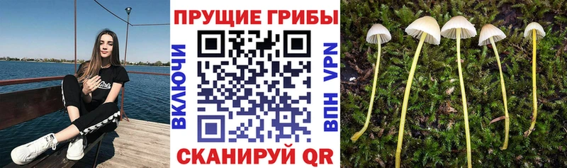 купить наркотики цена  Тотьма  Галлюциногенные грибы Psilocybine cubensis 